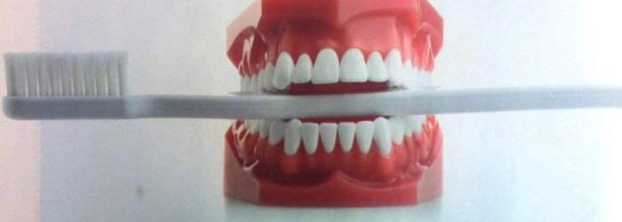 מברשת שיניים אפורה בין לסתות מלאכותיות